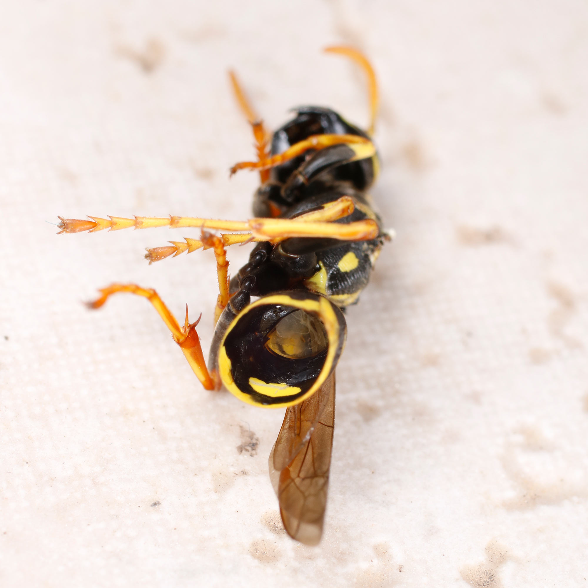 Vespidae Polistes fatte a pezzi